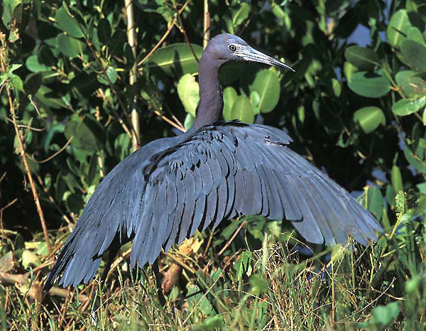 littleblueheron2