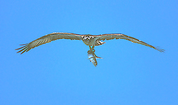 Falconiformes