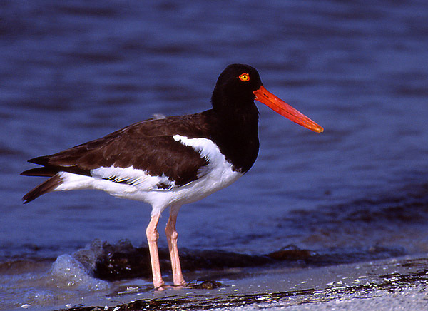 oystercatcher