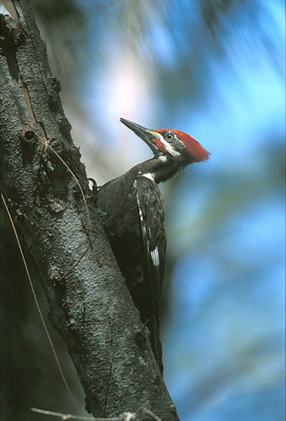 Piciformes