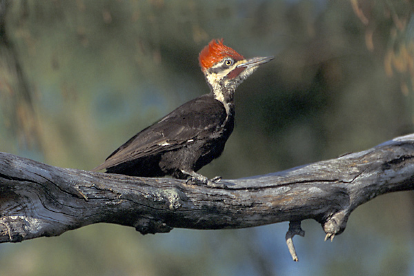 pileatedwoodpecker