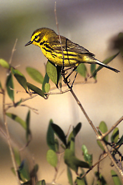 prairiewarbler