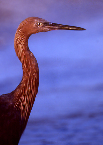 Ciconiiformes