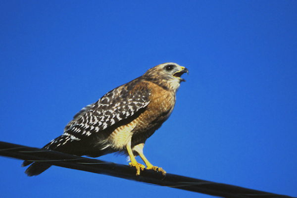 redshoulderedhawk2