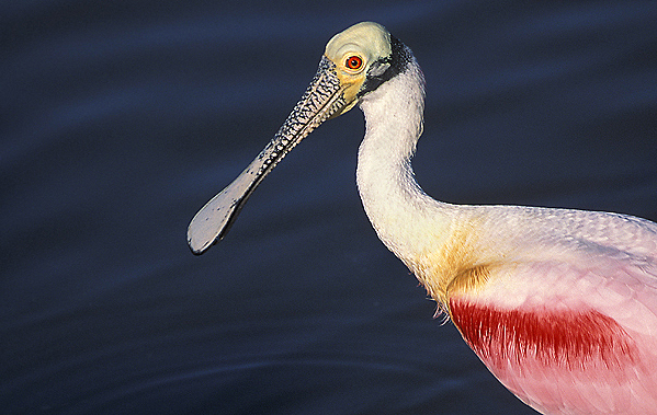 roseatespoonbill