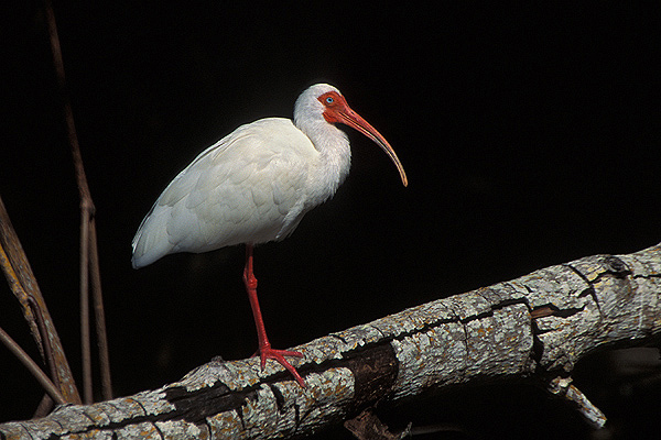 Ciconiiformes