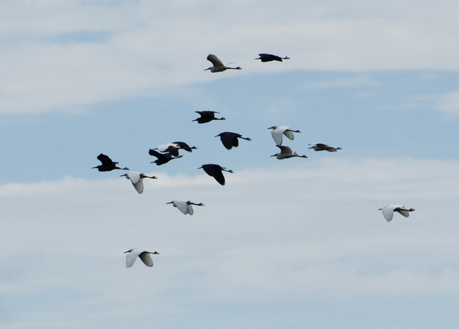 Photo of Egretta caerulea