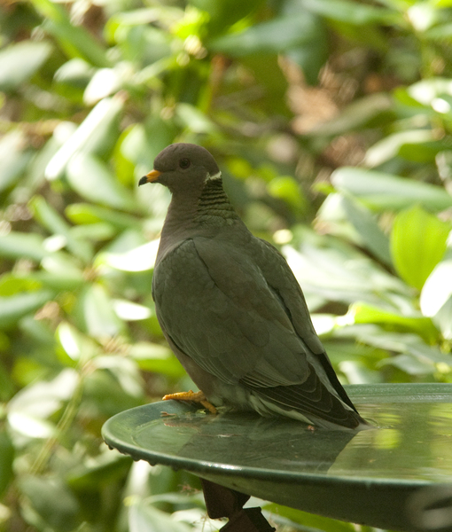 bandtailed_pigeon9331
