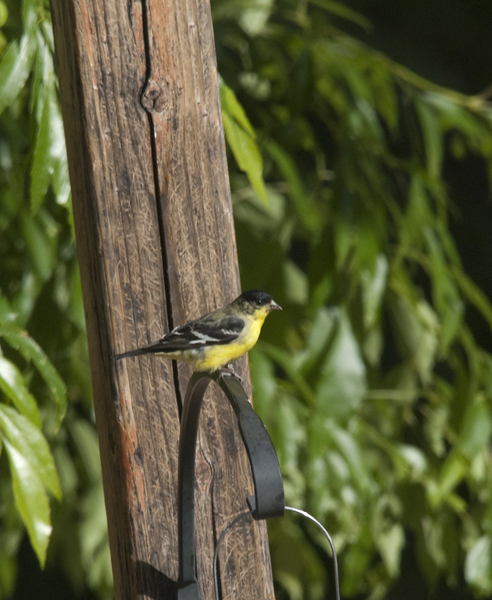 goldfinch0447