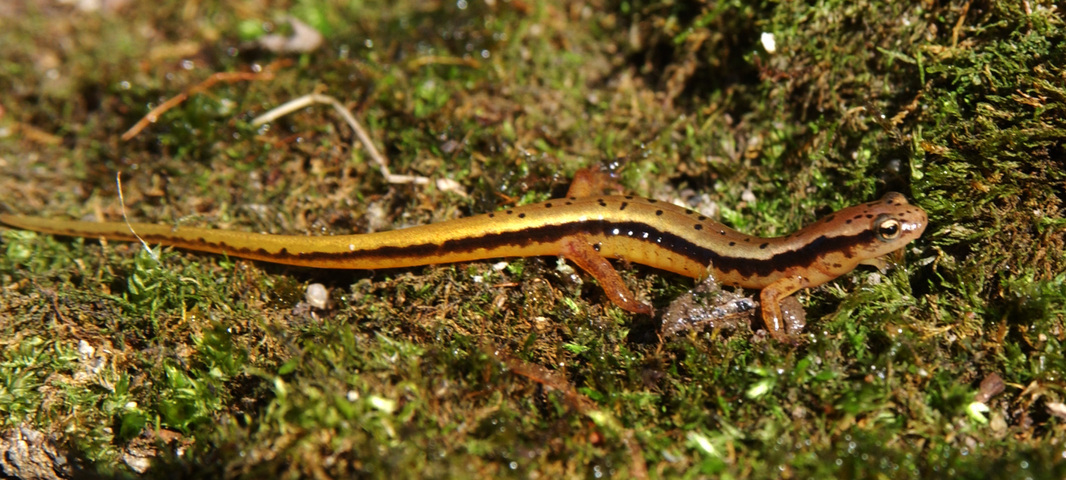 Photo of Eurycea wilderae