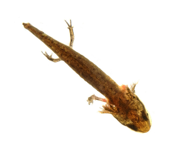 Photo of Ambystoma