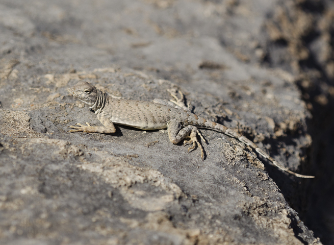 Photo of Cophosaurus texanus