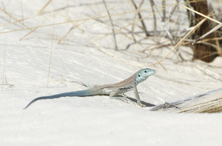 Photo of Cnemidophorus gypsi