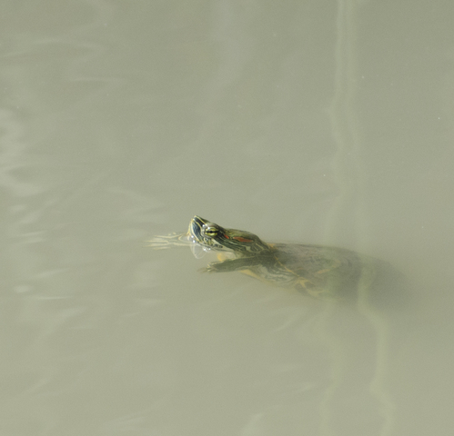 Photo of Trachemys scripta