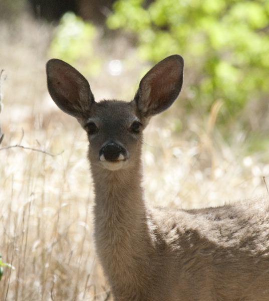 Odocoileus