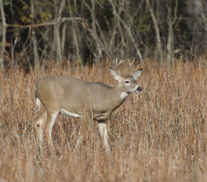 Odocoileus