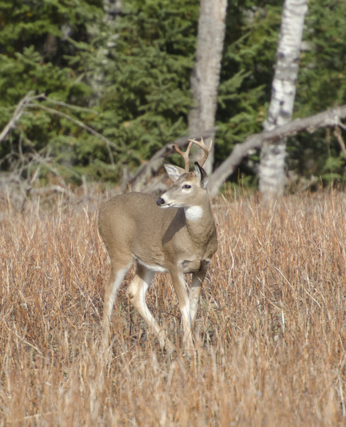 Odocoileus virginianus