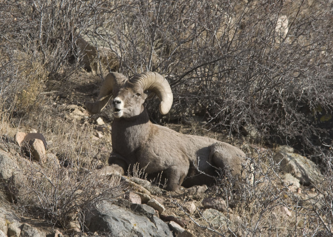 Photo of Ovis canadensis