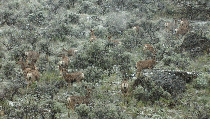 Photo of Odocoileus hemionus