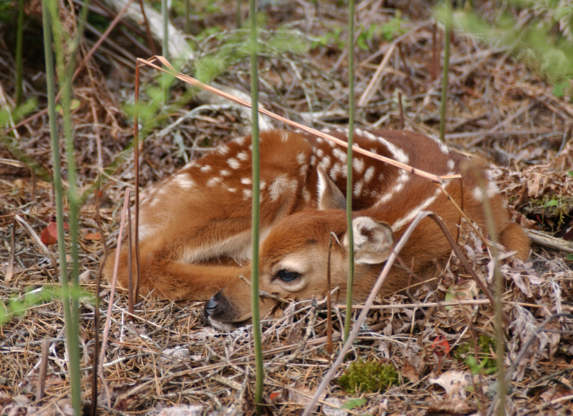 Odocoileus