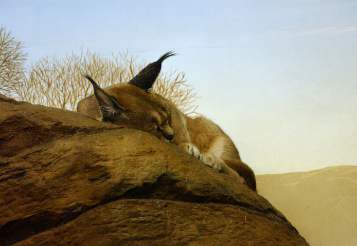 Photo of Caracal caracal