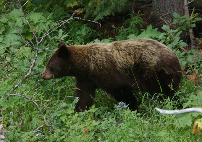 Photo of Ursus americanus