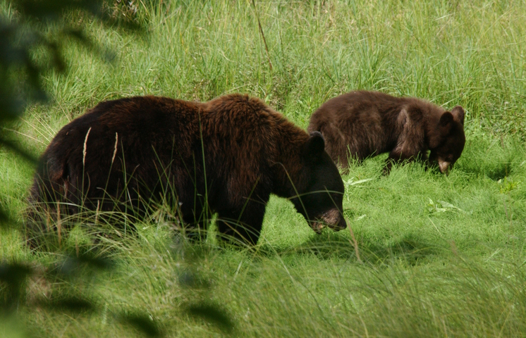 Photo of Ursus arctos