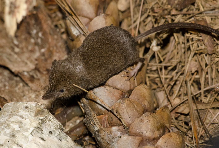 Photo of Sorex cinereus