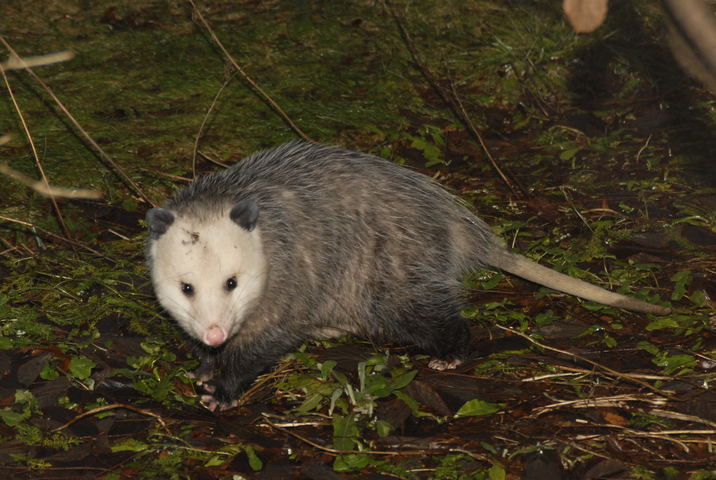 Photo of Didelphis virginiana