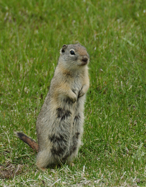 Sciuridae