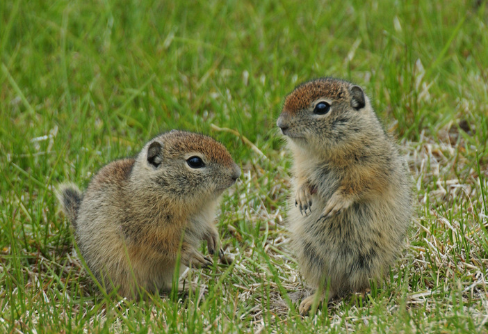 Photo of Spermophilus beldingi