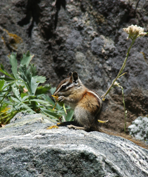 Eumetazoa