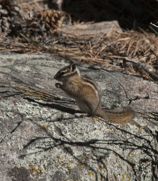 Vertebrata