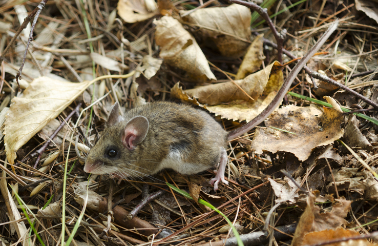 Photo of Peromyscus maniculatus