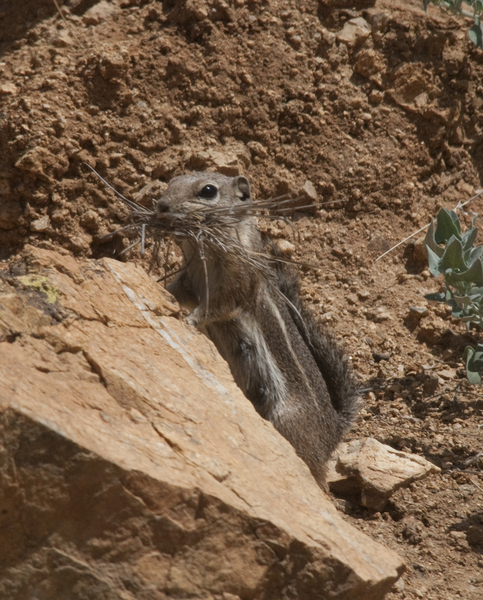 Eumetazoa