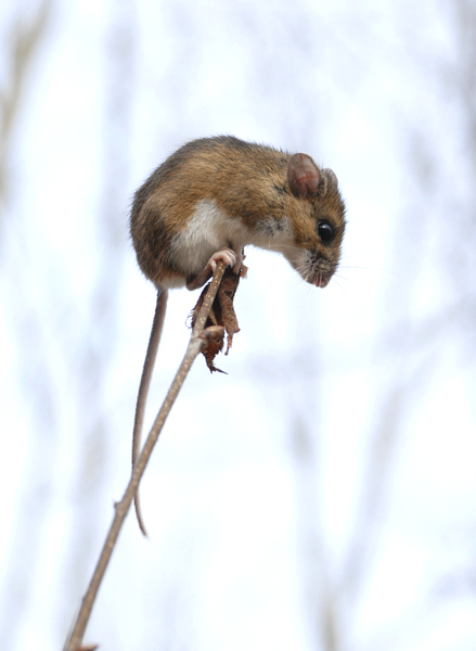 Peromyscus leucopus