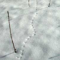 leucopus_tracks3_crop