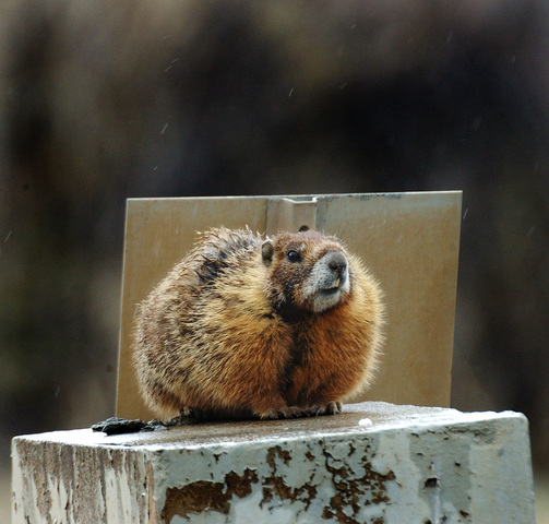 Photo of Marmota flaviventris