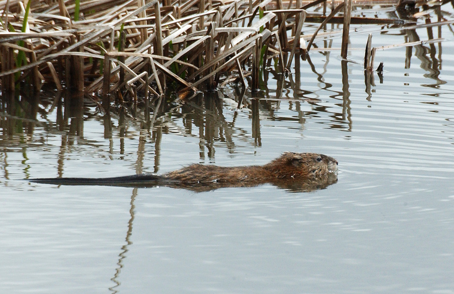 Arvicolinae