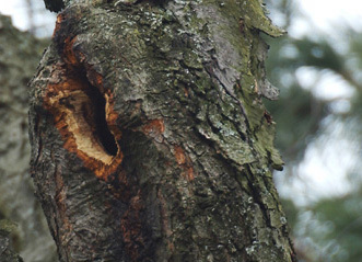 redsquirrel_den_crop