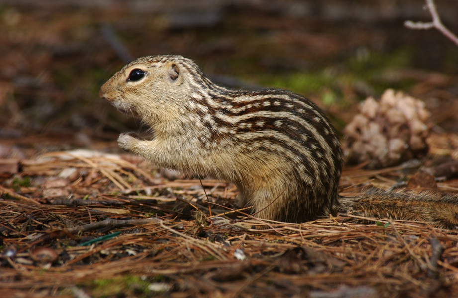 Eumetazoa