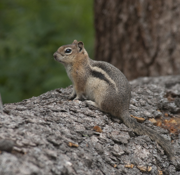 Deuterostomia