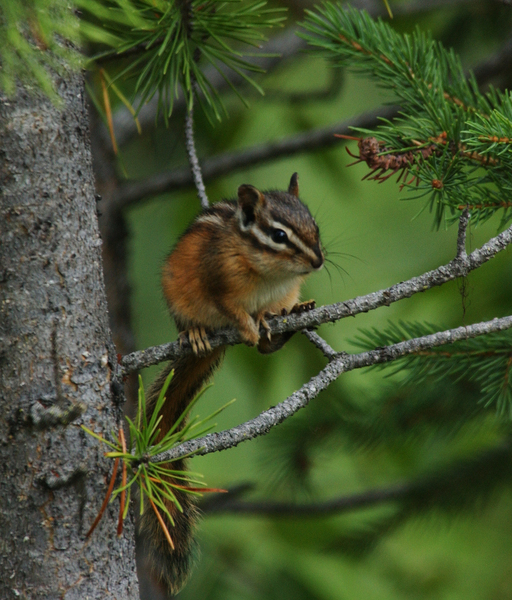 Deuterostomia