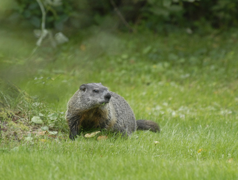 woodchuck0005