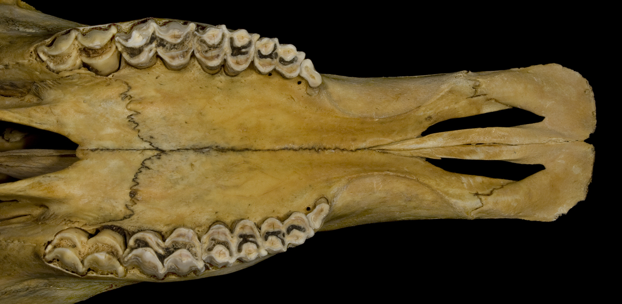 Craniata