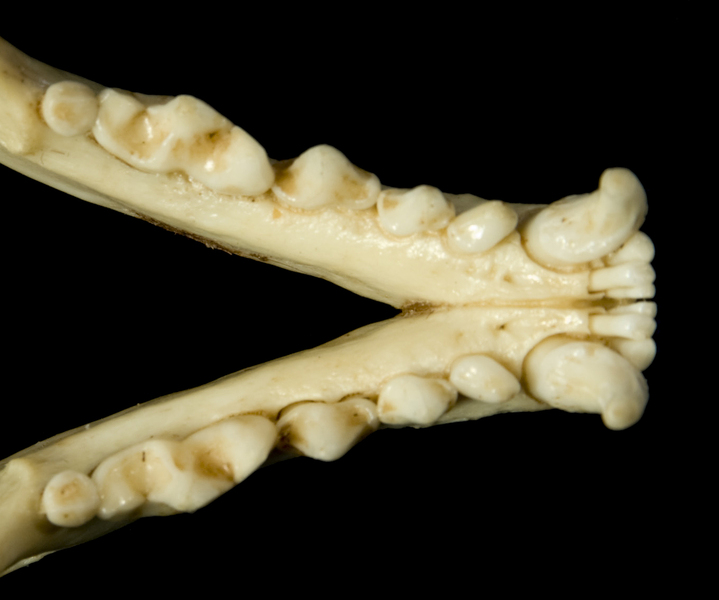 Craniata