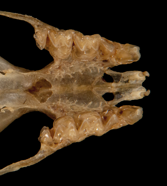 Craniata