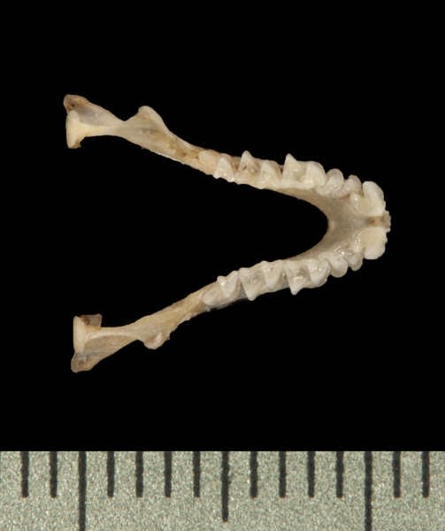 Deuterostomia