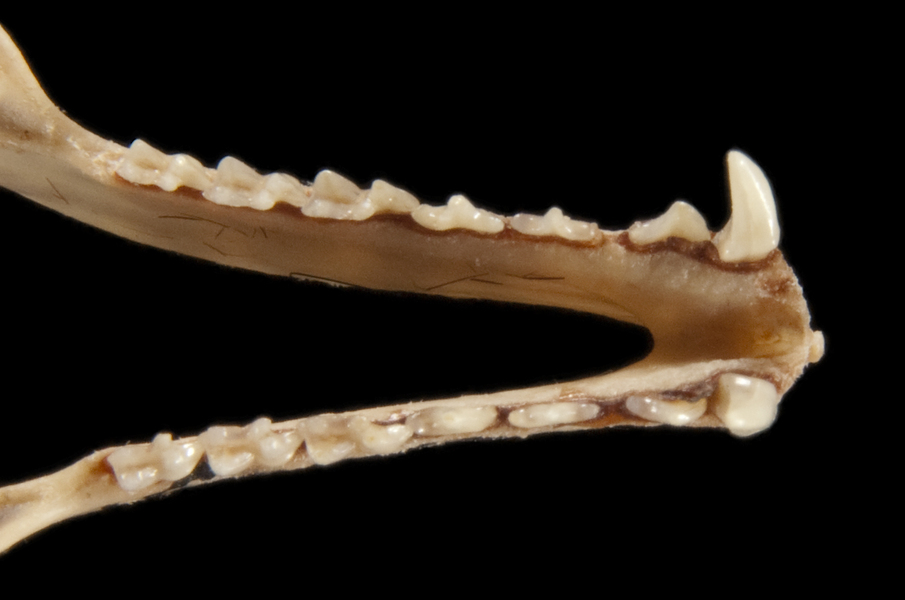 Craniata