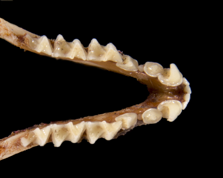 Eumetazoa